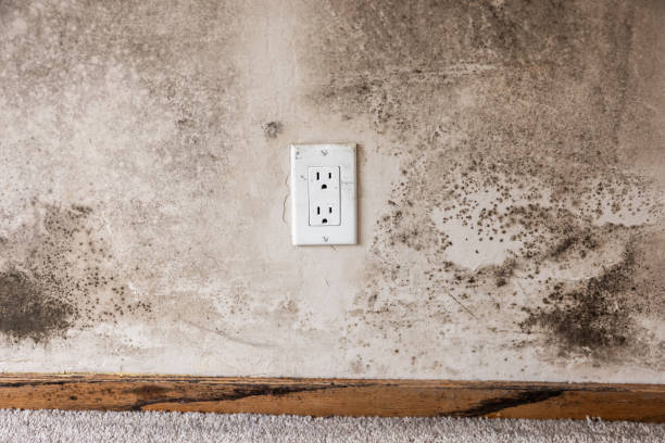 Best Dehumidification Services  in Maybrook, NY
